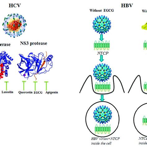 Antiviral activities of hydroxylated flavones on feline foamy viral ...